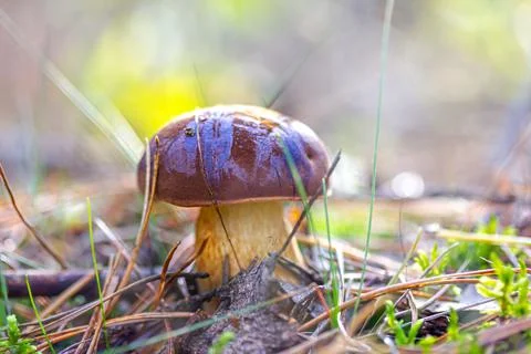 A boletus found in the forest, surrounded by moss and grass Stock Photos