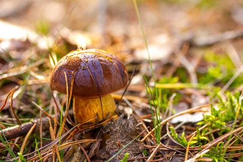 A boletus found in the forest, surrounded by moss and grass Stock Photos