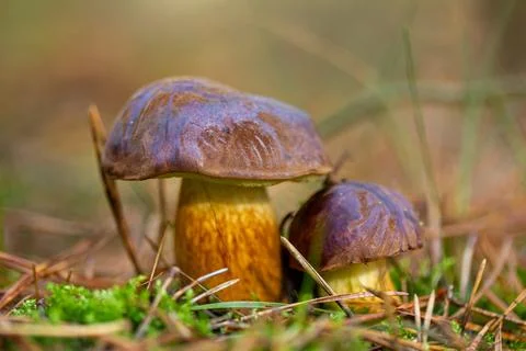 Boletus found in the forest surrounded by moss and grass Stock Photos