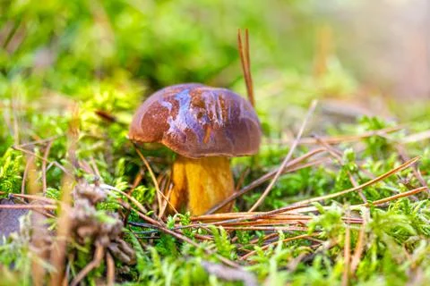 A boletus found in the forest, surrounded by moss and grass Stock Photos