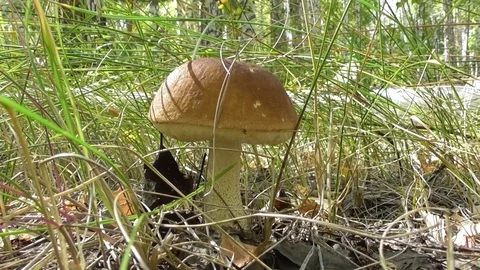 Boletus in the grass close up Video stock 118803494