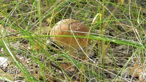 Boletus in the grass Video stock 118803497