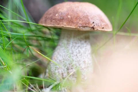 Boletus on grass. 写真素材