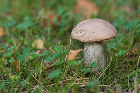 Boletus on grass. 写真素材