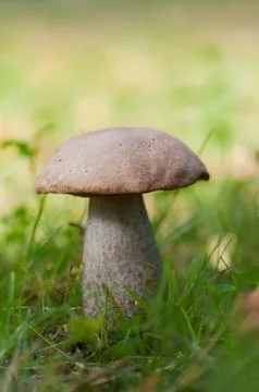 Boletus on grass. Фото