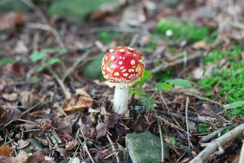 Boletus growing in the forest. Foto stock