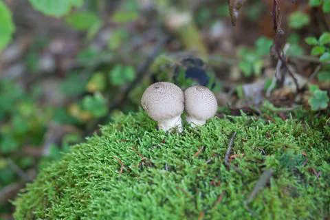 Boletus growing in the forest. Stock Photos