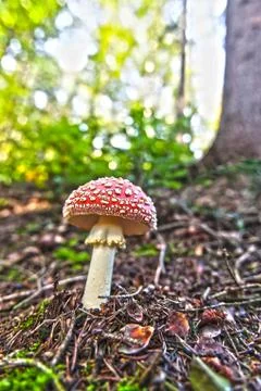 Boletus growing in the forest. Stock Photos