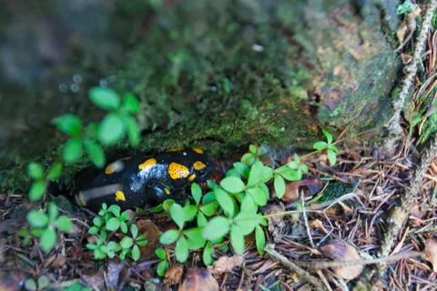 Boletus growing in the forest. Stock Photos