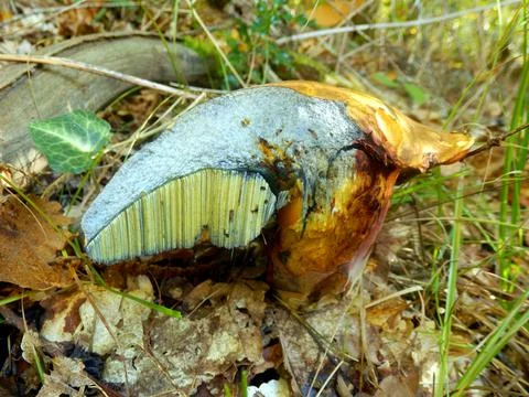 Boletus huronensis Stock Photos