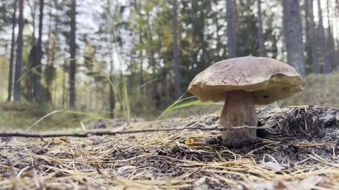 Boletus mushroom Stock Footage 218622229