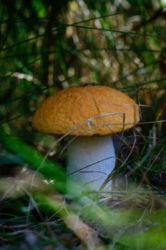 Boletus mushroom in the forest Stock Photos