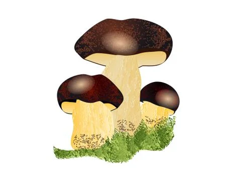 Boletus mushroom Stock Illustration