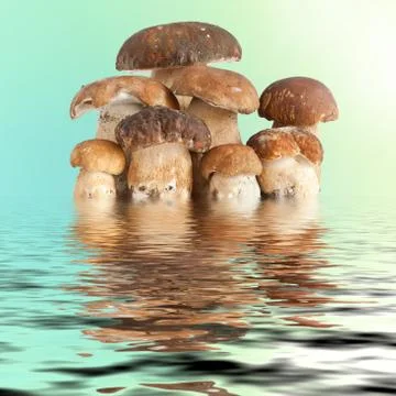 Boletus mushroom Stock Photos
