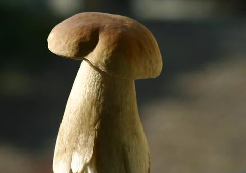 Boletus mushroom Stock Photos