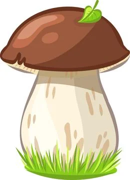 Boletus mushroom vector image without background Stock Illustration