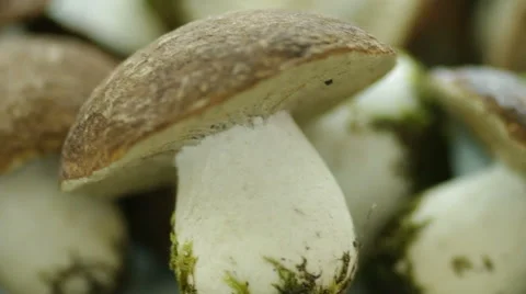 Boletus mushrooms. Stock Footage 49669712