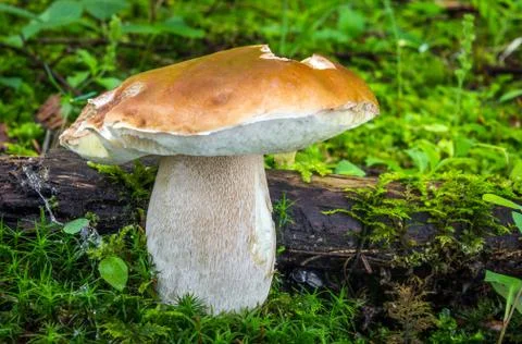 Boletus Stock Photos