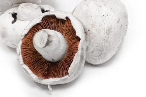 Boletus Stock Photos