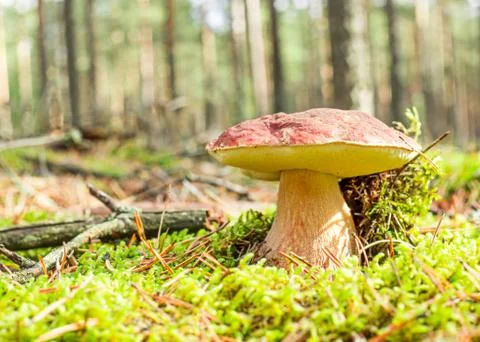 Boletus Stock Photos