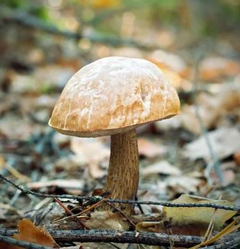 Boletus Foto stock