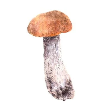 Boletus with red, orange cap. Wild mushroom for food, forest fungi. Watercolor Illustrazione stock