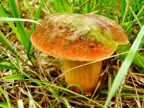 Boletus rubellus Stock Photos