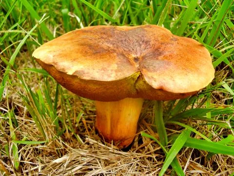 Boletus rubellus Foto stock