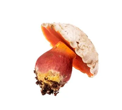 Boletus satanas devil's bolete mushroom of white background. Stock Photos