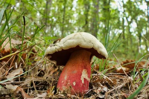 Boletus Satanas. Stock Photos