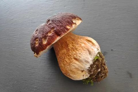 Boletus on a slate Stock Photos