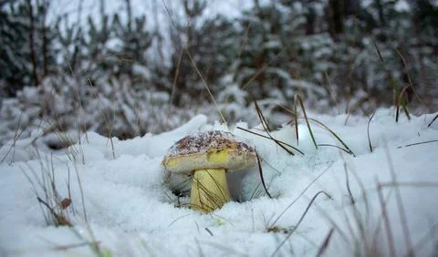 Boletus in the snow, beautiful, will freeze, mushroom. Foto stock