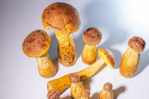 Boletus stem beak, brown cap and yellow stem. White background. Soft selective Stock Photos