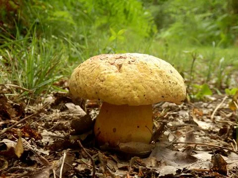 Boletus torosus Stock Photos