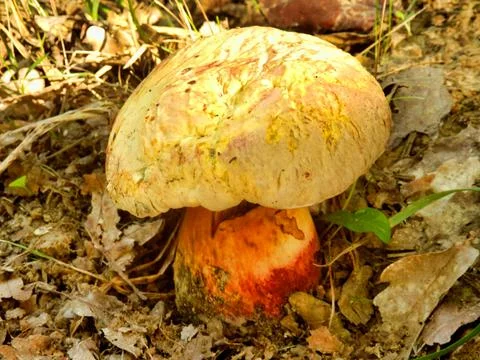 Boletus torosus Stock Photos