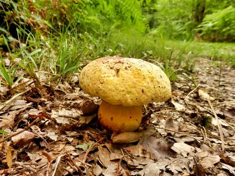 Boletus torosus Stock Photos