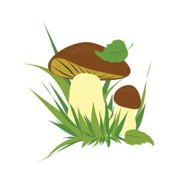 Boletus on a white background Stock Illustration