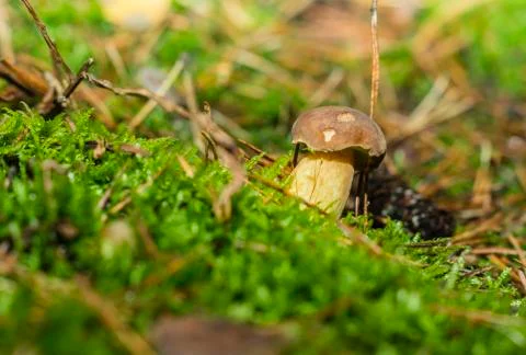 Boletus in the woods Stock Photos
