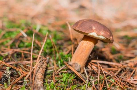 Boletus in the woods Stock Photos