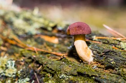 Boletus in the woods Stock Photos