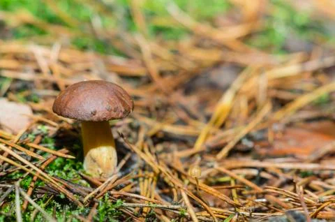 Boletus in the woods Stock Photos