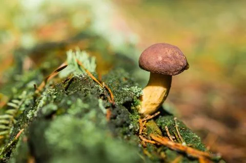 Boletus in the woods Stock Photos