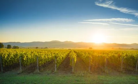 Bolgheri and Castagneto vineyards sunrise backlight. Maremma Tuscany, Italy Stock Photos