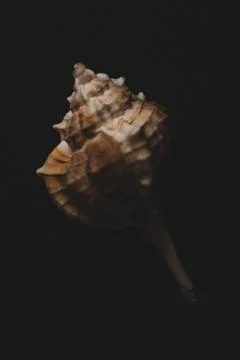 Bolinus brandaris Seashell macro close up Stock Photos