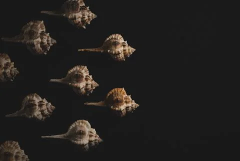Bolinus brandaris Seashell macro close up Stock Photos
