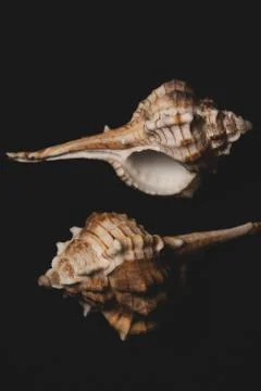 Bolinus brandaris Seashell macro close up Stock Photos
