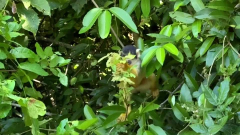 Bolivian squirrel monkey foraging in dense green foliage, Amazon basin, Bolivia Stock Footage 338037333