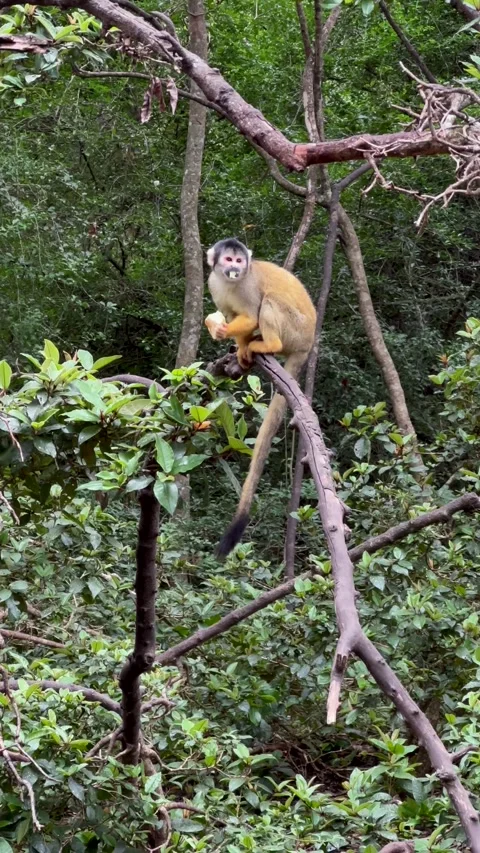 Bolivian Squirrel Monkey on a tree branch. Stock Footage 336764700