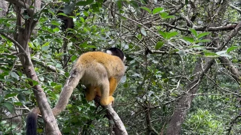Bolivian Squirrel Monkey on a tree branch. Stock Footage 336764798
