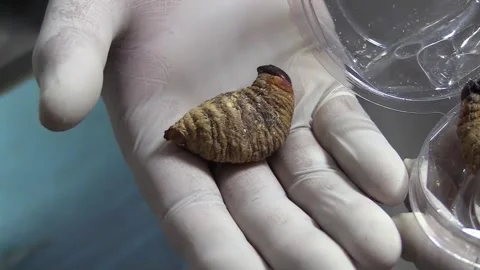 A Bolivian university is testing beetle larvae flour to enrich food, La Paz, BO  Stock Footage 339019647